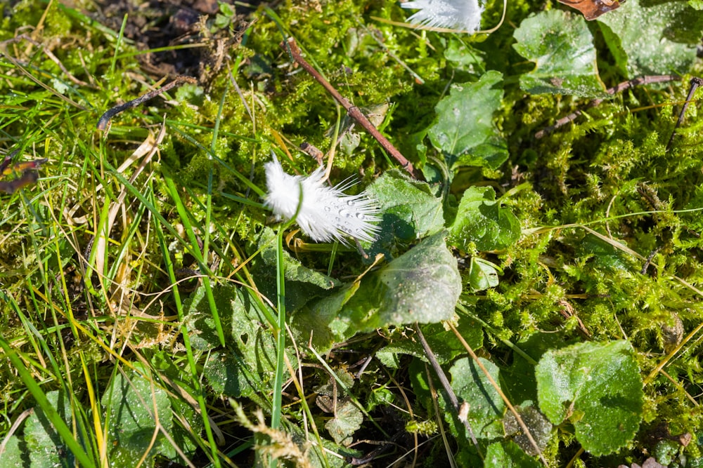 a white flower sitting on top of a lush green field