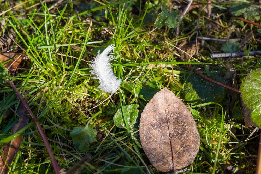 a white feather sitting on top of a lush green field