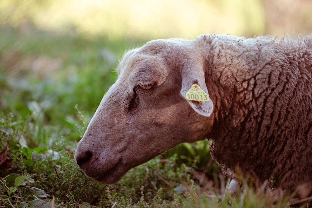 a close up of a sheep with a tag on its ear