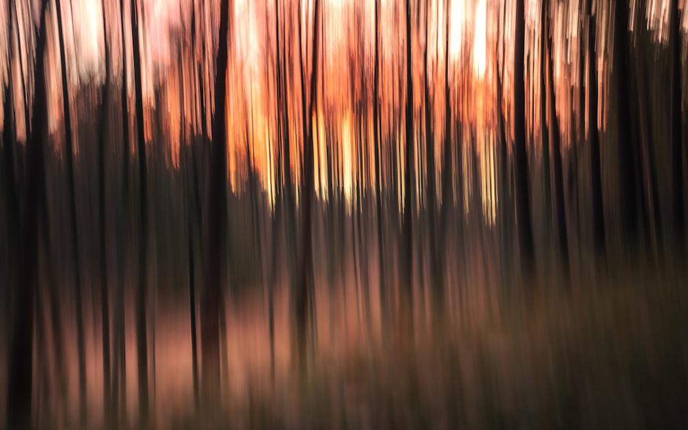 Une photo floue d’une forêt avec des arbres