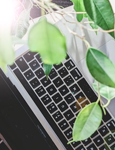 Close-up of hands typing on a keyboard with soft natural light and a small bonsai tree nearby.