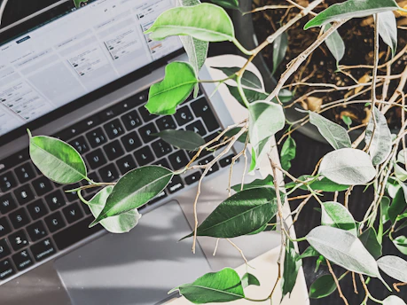 A laptop screen displaying SEO analytics and keyword rankings with tropical plants nearby.