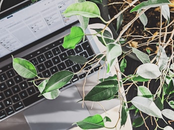 A laptop keyboard and screen are partially covered with large green leaves from a plant. The leaves cast shadows on the keyboard, creating an interplay of light and foliage. The laptop appears to display project management software.