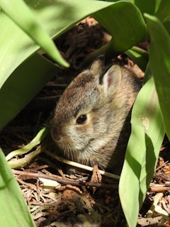 A small, brown, fluffy rabbit nestled among green leaves and surrounded by natural ground cover composed of twigs and dried leaves. The rabbit's eyes are open, and it appears to be calmly sitting in a shaded area.
