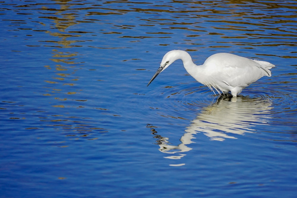 Un uccello bianco è in piedi nell'acqua