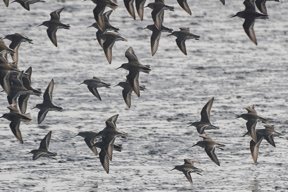 a flock of birds flying over a body of water