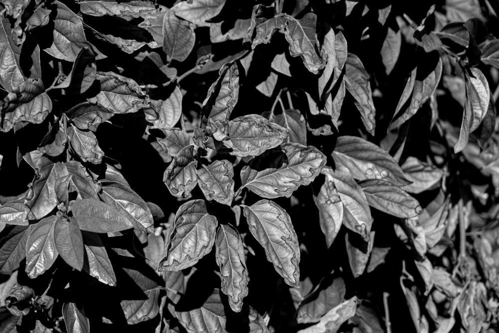 a black and white photo of leaves on a tree