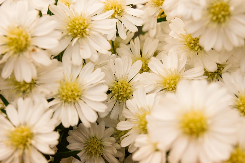 a bunch of white flowers with yellow centers