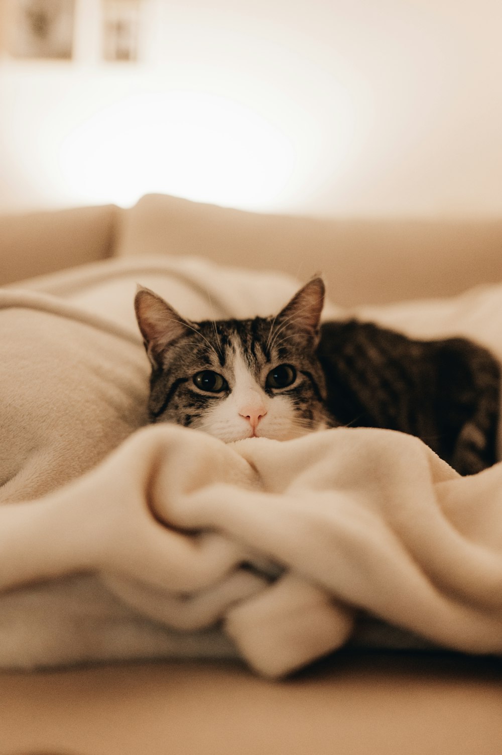 a cat that is laying down on a blanket