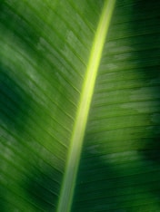 a close up view of a green leaf