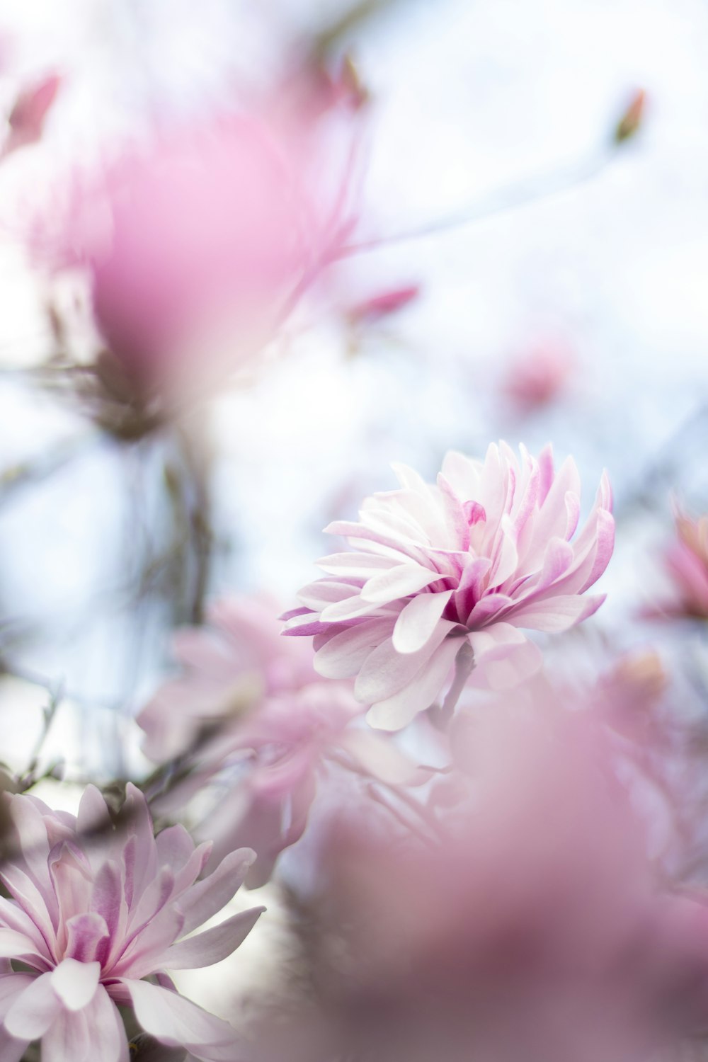 a bunch of flowers that are in the air