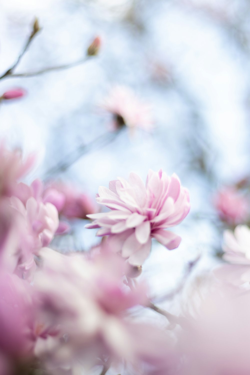 a bunch of flowers that are in a vase