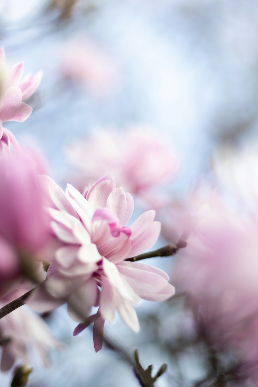 a close up of pink flowers on a tree