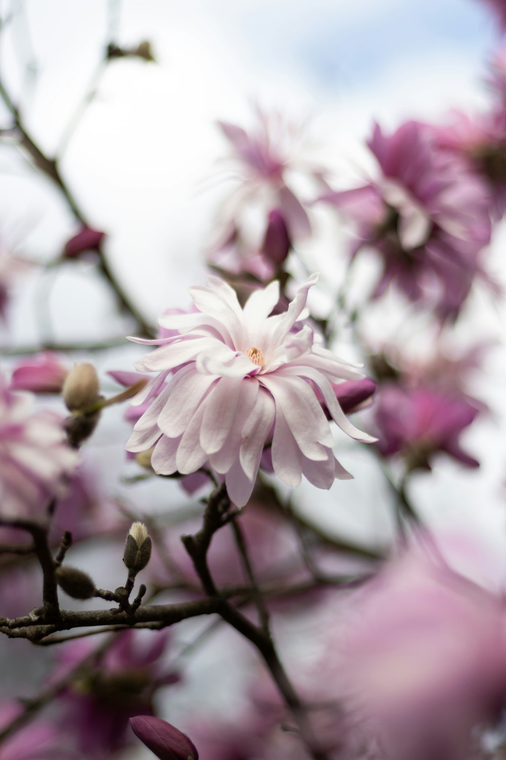 a close up of a pink flower on a tree