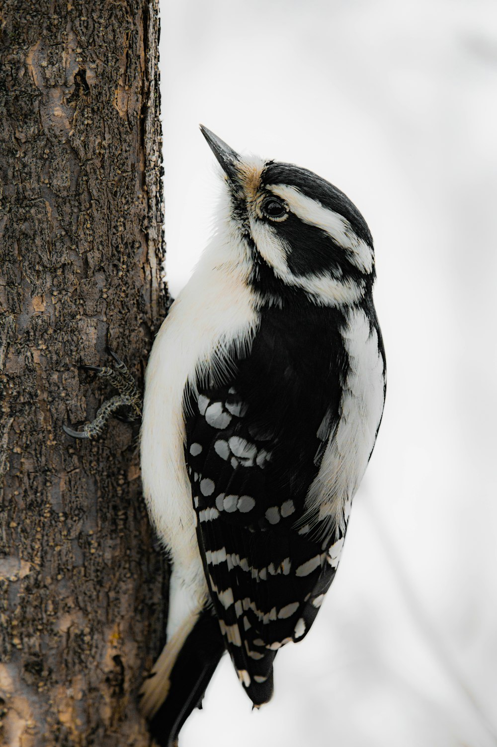 a black and white bird perched on a tree