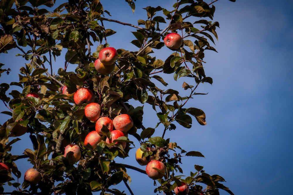 a tree filled with lots of ripe apples