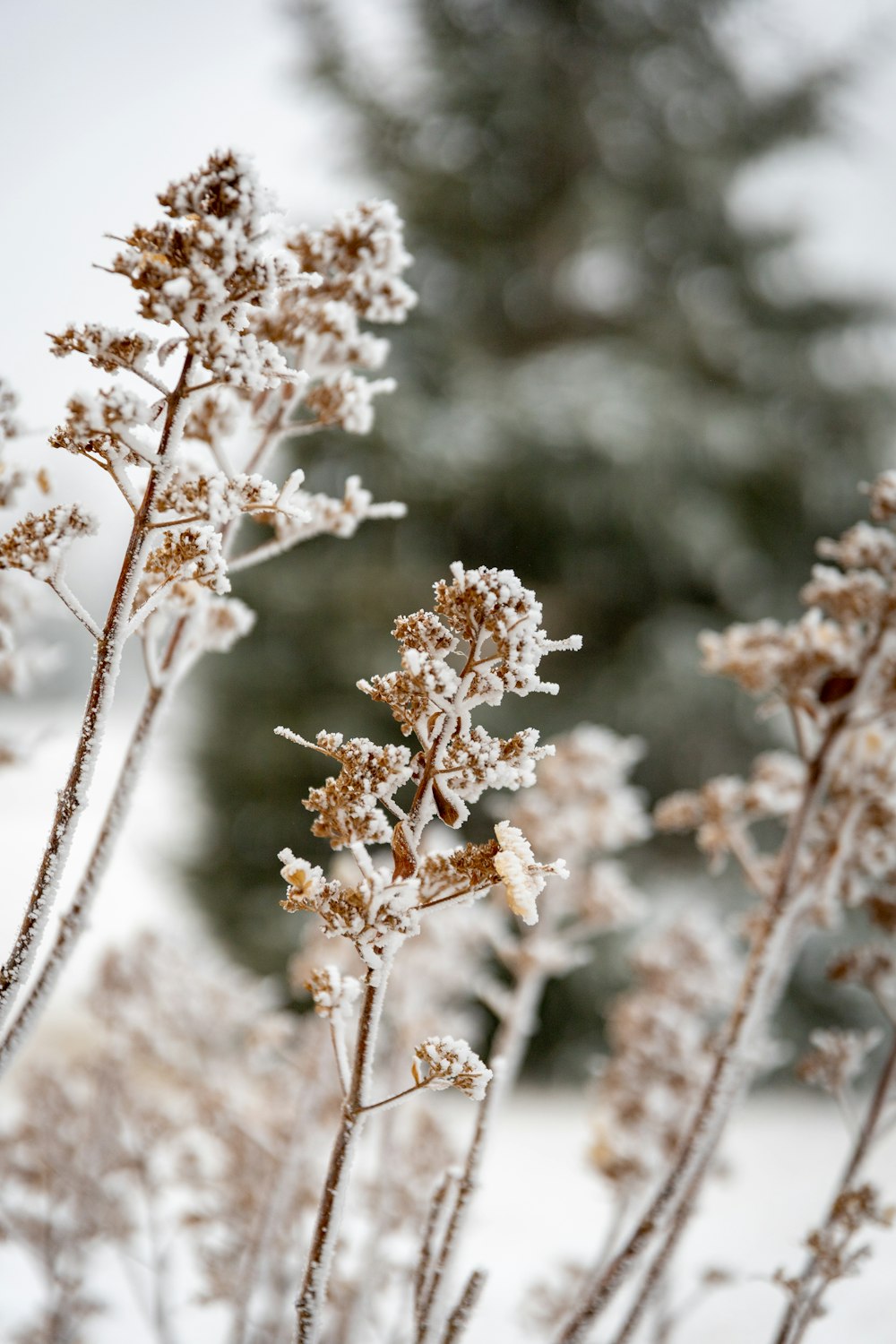 a close up of a plant with snow on it