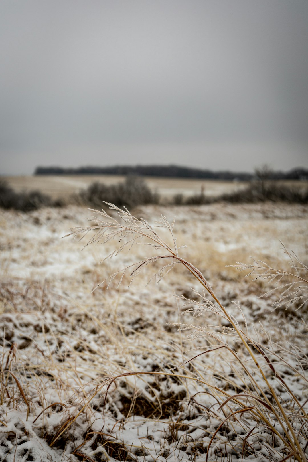 a snow covered field with a lone plant in the foreground