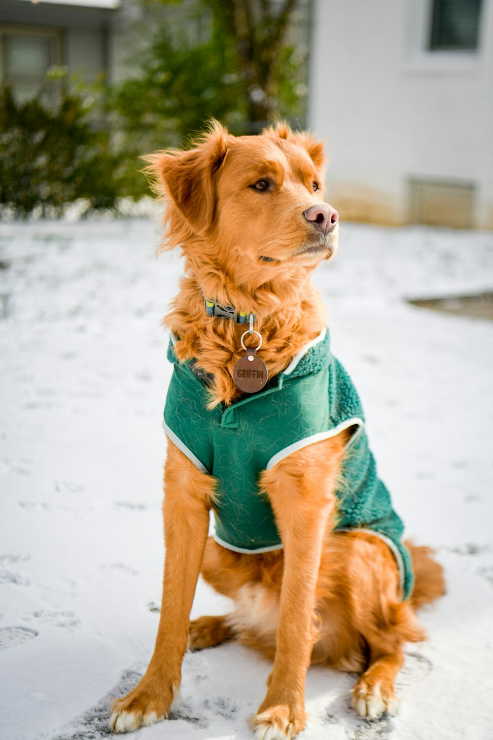a brown dog wearing a green shirt sitting in the snow