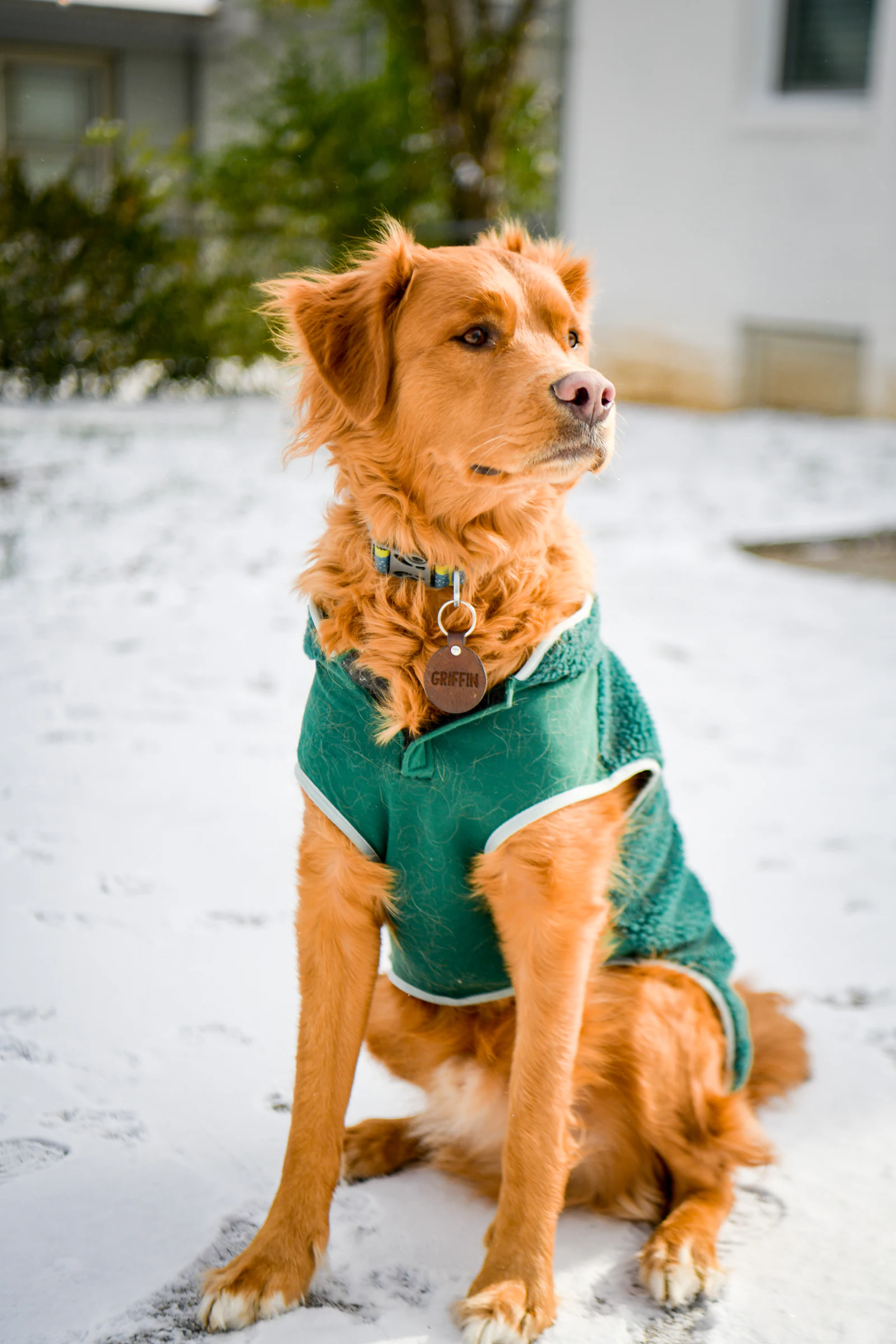 A brown dog wearing a green shirt sitting in the snow