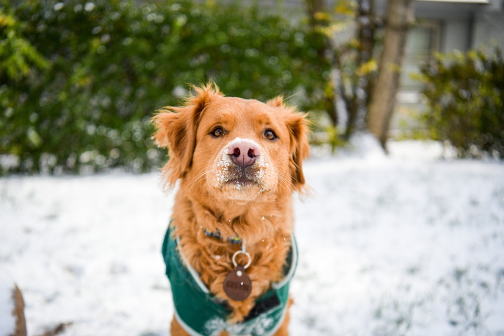 a brown dog wearing a green sweater in the snow