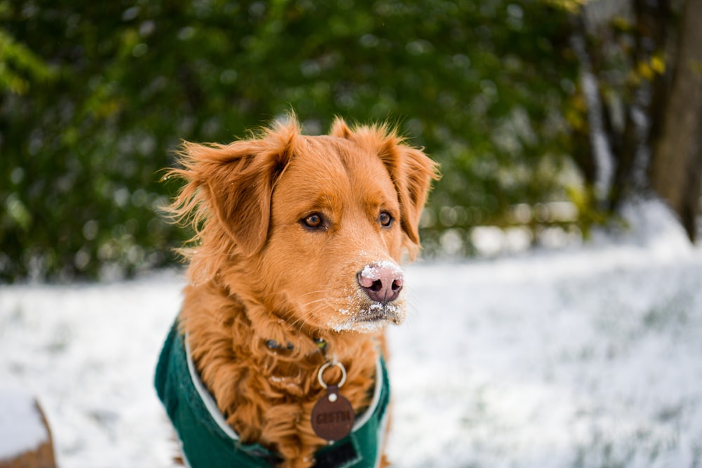 a brown dog wearing a green jacket in the snow
