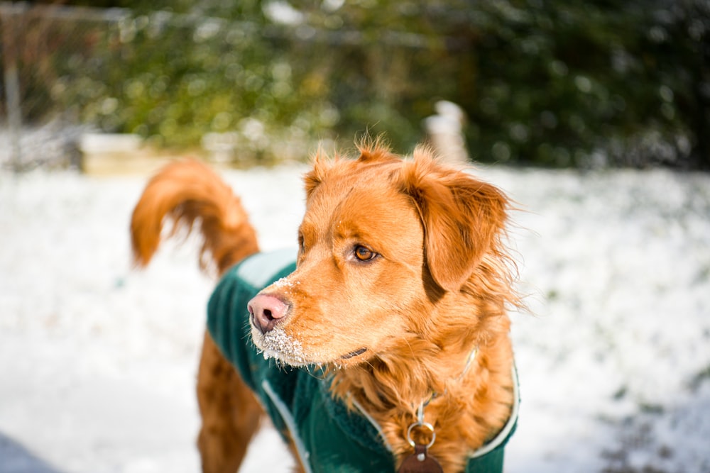 a brown dog wearing a green jacket in the snow