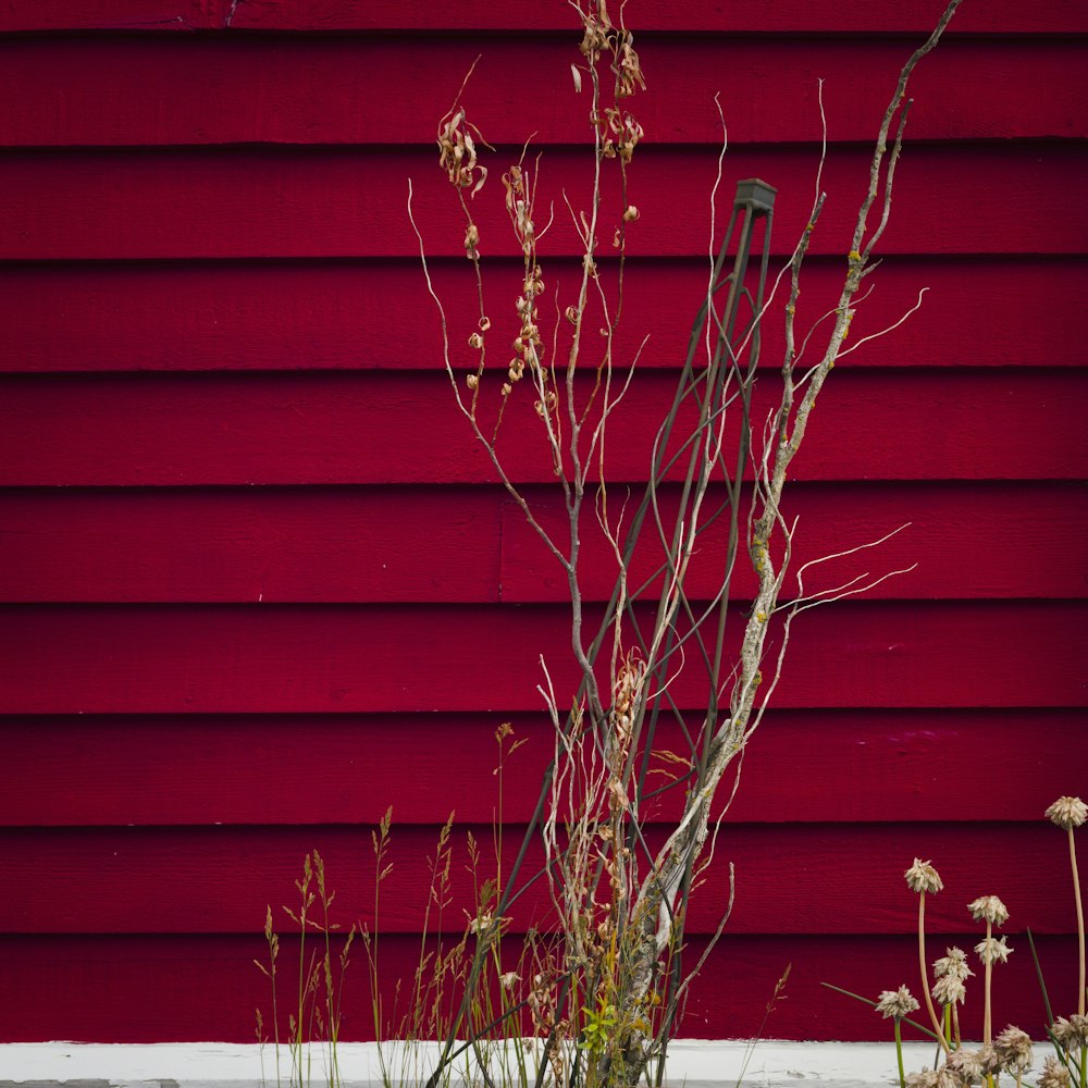 a red wall with a plant in front of it