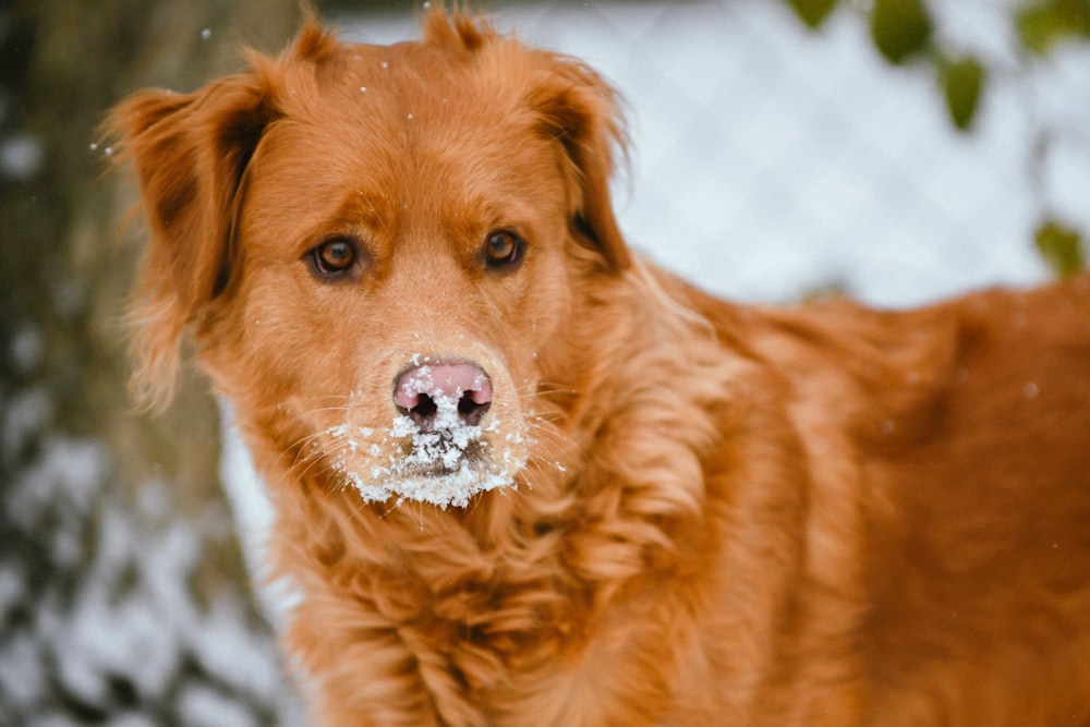 a brown dog with snow on his nose