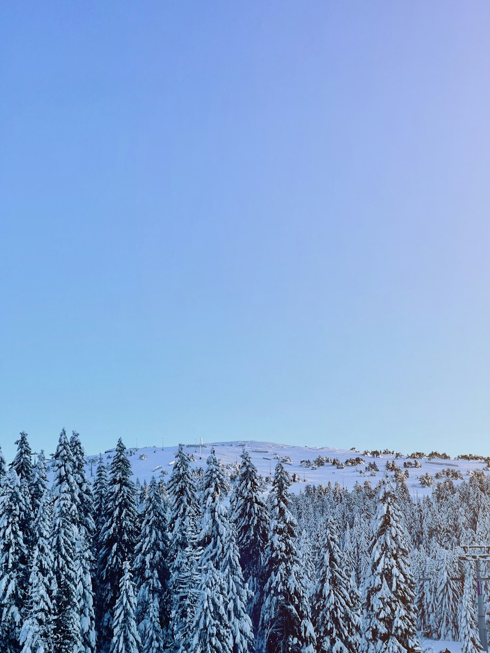 una pista da sci con alberi coperti di neve