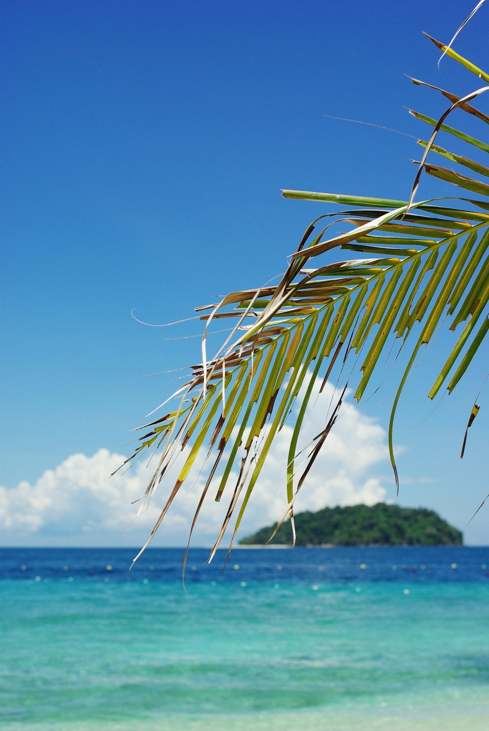 a view of a beach with a palm tree in the foreground