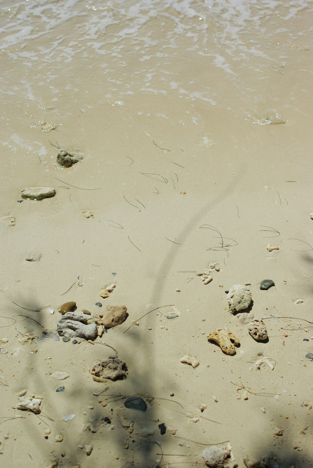 a bird standing on top of a sandy beach