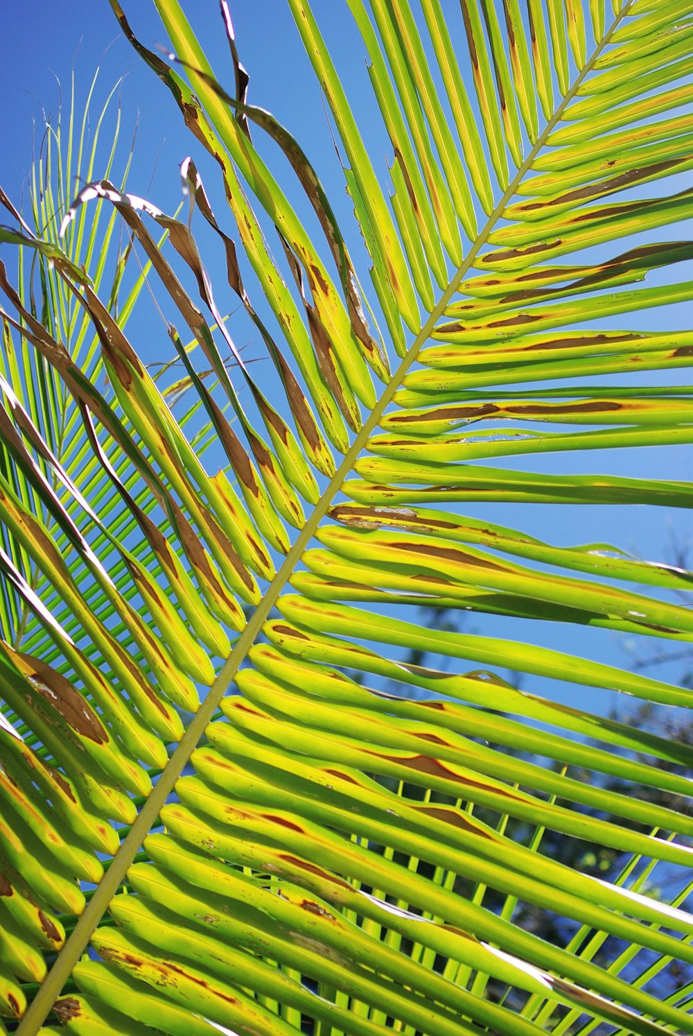 a close up of a green palm leaf