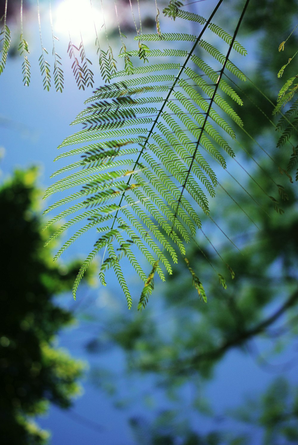 a close up of a green leaf on a tree