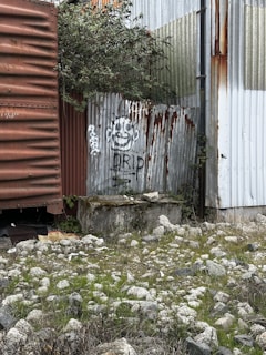 Corrugated metal panels with rust and graffiti, including a cartoon face and the word 'DRIP', form part of a dilapidated structure. The ground is scattered with stones and patches of grass, with some green foliage growing over the panels.