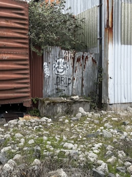 Corrugated metal panels with rust and graffiti, including a cartoon face and the word 'DRIP', form part of a dilapidated structure. The ground is scattered with stones and patches of grass, with some green foliage growing over the panels.