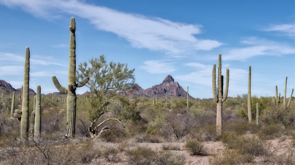 a group of tall cactus trees in a desert