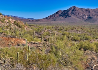 A vast desert landscape featuring numerous saguaro cacti, scattered bushes, rocky terrain, and a large mountain range in the background under a clear blue sky.