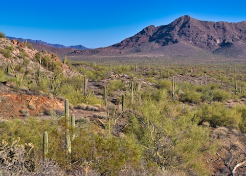 A vast desert landscape featuring numerous saguaro cacti, scattered bushes, rocky terrain, and a large mountain range in the background under a clear blue sky.