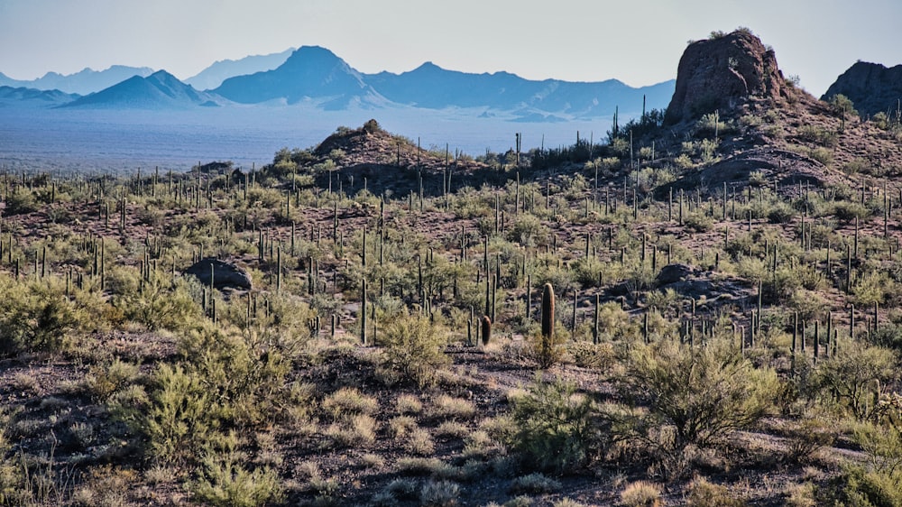 a desert landscape with mountains in the background