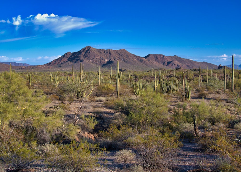 a desert landscape with a mountain in the background