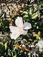 A close-up of a blooming flower in soft sunlight.