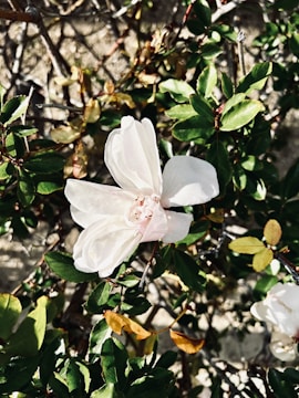 A close-up of a blooming flower in soft sunlight.