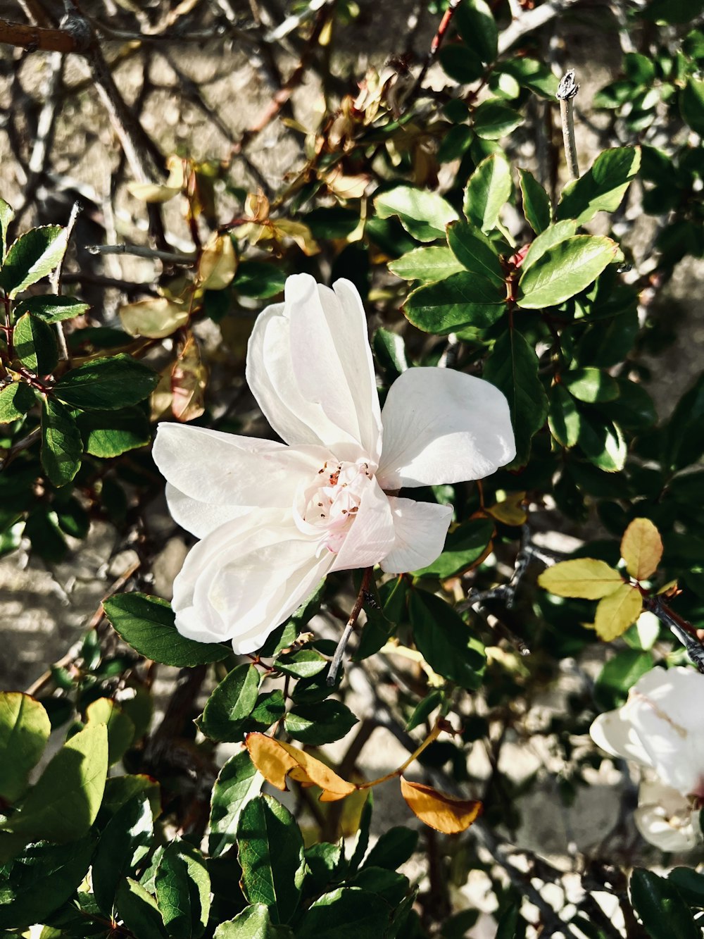 a close up of a white flower on a bush