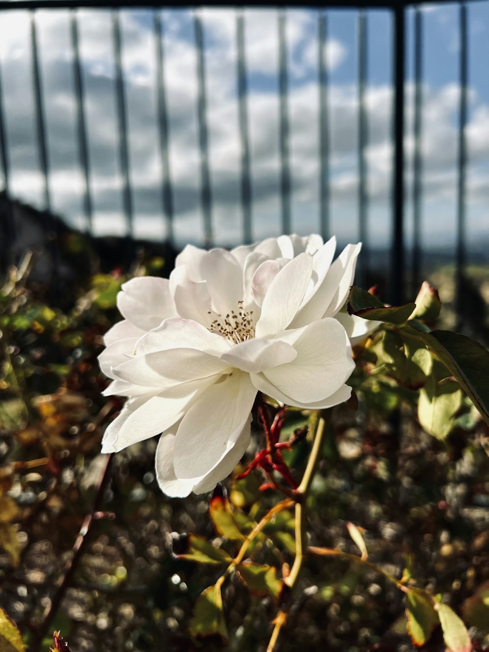 a large white flower sitting on top of a lush green field