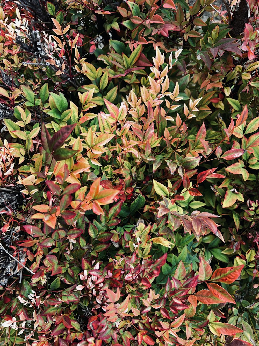 a close up of a bush with red and green leaves