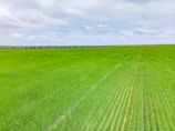 A vast expanse of green farmland stretches across the horizon under a partly cloudy sky. Neatly arranged rows of crops create a uniform pattern, suggesting well-maintained agricultural practices.