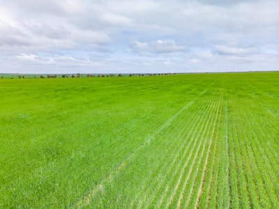 A vast expanse of green farmland stretches across the horizon under a partly cloudy sky. Neatly arranged rows of crops create a uniform pattern, suggesting well-maintained agricultural practices.