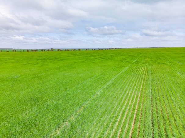 A panoramic view of fertile farmland with neat rows of crops stretching towards the horizon.