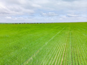 A vibrant farm landscape under clear skies, symbolizing natural and safe agricultural practices.